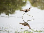 Wasservögel liegen Wasser, aber derzeit sorgen sintflutartige Regenfälle für Chaos im Nordosten Australiens. Der Daintree River stieg beispielsweise auf ein historisches Hoch von 12,60 Meter - den höchsten Stand seit 118 Jahren. (Bild: KEYSTONE/EPA AAP/MARC MCCORMACK / BUREAU OF METEOROLOGY/ HANDOUT)