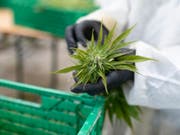 CBD-Hanf kann legal angebaut und konsumiert werden. Eine erste Standortbestimmung zeigt, dass CBD-Cannabis am häufigsten in Form von Blüten verkauft wird, die meist geraucht werden. (Bild: KEYSTONE/GAETAN BALLY)