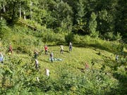 Eine Schulklasse arbeitet für das Landschaftskonzept Neckertal in der Fuchslocheren bei Hemberg. (Bild: PD, 2018)