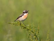 In den vergangenen 25 Jahren ging der Bestand typischer Vogelarten des Kulturlands wie das Braunkehlchen stark zurück. (Bild: Marcel Burkhardt/Vogelwarte Sempach)