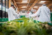 Mitarbeiter der Medropharm GmbH ernten CBD-Hanf in Schönenberg. (Bilder: Andrea Stalder, 2. Oktober 2018)