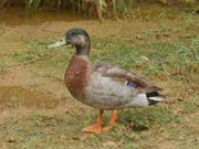 Trevor the Duck galt als einsamste Ente der Welt - am Wochenende wurde er Opfer eines Hundeangriffs. (Bild: Facebook/Trevor the Duck - Niue)