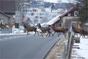 Vielerorts kommt es derzeit zu starkem Wildwechsel. (Bild: PD)