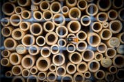 Eine Wildbiene vor einem Bienenhotel. Nicht so willkommen fühlen sich diese Insekten auf Ackerflächen. (Bild: Urs Bucher)