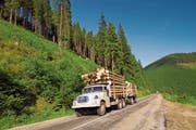 Nicht immer wird Holz legal geschlagen: Der Bund will nun den Import von Raubholz verbieten. (Bild: Alamy)