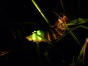 Das Glühwürmchen ist das Tier des Jahres 2019. (Bild: Hans Niederhauser / Pro Natura)
