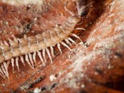 Die Tausendfüsslerart Polydesmus angustus fanden Forscher in mehreren Basler Gärten. Sonst ist sie vor allem im Wald anzutreffen. (Bild: Universität Basel / José Gilgado)