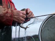 Haben es die Fische schwer, leiden auch die Berufsfischer. Ein Bericht des Bundesrates schlägt Massnahmen für die Verbesserung der Wasserqualität und der Lebensräume der Fische vor. (Bild: KEYSTONE/ALEXANDRA WEY)