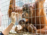 Wer ist der Vater der kleinen Padma? Um dies zu klären, wurde Orang-Utans im Zoo Basel für einen Vaterachaftstest mit Wattestäbchen eine Speichelprobe entnommen. (Bild: Keystone/Zoo Basel (Torben Weber))
