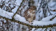 Der Mäusebussard sitzt auf hohem Ansitz, um nach Beutetieren zu spähen. (Bild: Fredy Buchmann)