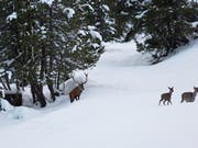 Wegen des vielen Schnees wechselten viele Hirsche in tiefere Lagen. Im Sarganserland kam es in der letzten Woche zu zahlreichen Unfälle, weil die Tiere auf der Suche nach Futter Strassen überquerten. (KEYSTONE/Gaetan Bally) (Bild: KEYSTONE/GAETAN BALLY)