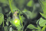 Ein Feenzauber in der Welt der Glühwürmchen. (Bild: Biosphoto)