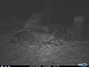 Wurde am Weihnachtstag im Liechtensteiner Alpengebiet fotografiert: der unbekannte Wolf. (Bild: AfU FL)