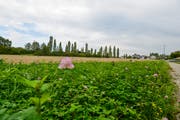 Das Grundstück an der Ecke Sonnenhof-/Schaffhauserstrasse, heute noch unbebaut als Wiese. (Bild: Donato Caspari)