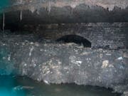 Arbeit des Wasserunternehmens brauchen rund 8 Wochen um den Kanal zu säubern. (Bild: South West Water via AP)