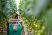 Tomaten aus Hors-sol-Produktion in einem Gewächshaus im Kanton Waadt. (Bild: Jean-Christophe Bott, Keystone)