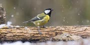 Ein Vogel trotzt dem Winter. (Bild: PD)