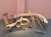 Die Mammutfunde aus Rotkreuz werden von Mitte Januar bis Mitte April im Museum für Urgeschichte erstmals ausgestellt. (Bild: PD)