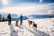 Winterwanderung mit Bernhardinern auf der Rigi. (Bild: Roger Grütter (Rigi, 1. Dezember 2018))