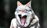 Der Wolf ist zurück im Thurgau und hat ein weiteres Mal zugeschlagen. (Archivbild: Keystone)