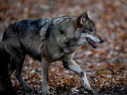 Genetische Untersuchen zeigen: Es war ein Wolf, der Ende November im thurgauischen Berg mehrere Schafe riss und verletzte (Bild: KEYSTONE/EPA/FILIP SINGER)