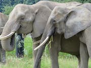 Mal dicker mal dünner: Zürcher Forscher sind einem «Jojo-Effekt» bei Zoo-Elefanten auf die Schliche gekommen. (Bild: Christian Schiffmann)