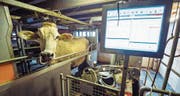 Melkroboter, wie etwa im thurgauischen Herrenhof, halten Einzug in die Milchproduktion.Bild: Reto Martin