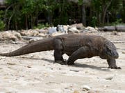 Keine Ruhe für den Waran: Indonesiens Regierung will Komodo nun doch nicht für den Tourismus sperren. (Bild: KEYSTONE/EPA/MADE NAGI)
