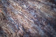 Kleine Käfer richten grossen Schaden an. (Bild: Benjamin Manser)