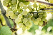 Die Ernte fällt etwas geringer aus als im Vorjahr, mit der Qualität der Reben sind die Weinbauern zufrieden. (Bild: Andrea Stalder)