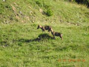 Zwei Jungwölfe in Graubünden wurden von der Wildhut geschossen. Zwei weitere Abschüsse sind vorgesehen. (Themenbild). (Bild: Keystone)