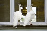 Die Pfauen leben nun nahe beim Haus von Armin Ruf. Ihr Lieblingsplatz ist das Fenstersims. (Bild: Mario Testa)