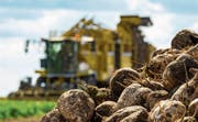Schweizer Zucker ist unter Druck: Mit einem Rübenroder werden Zuckerrüben jeweils im Herbst geerntet. (Bild: Philipp Schulze/Keystone)
