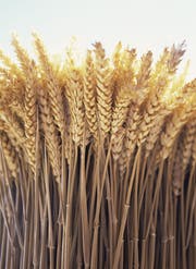 Weizen war für den Staat geeignet, als gut besteuerbares Korn. Bild: Getty Images