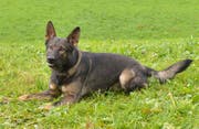 Polizeihund Rusty spürte den mutmasslichen Einbrecher auf. (Bild: Luzerner Polizei)