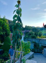 Die Sonnenblume wurde schliesslich 6,43 Meter hoch. (Bild: PD)