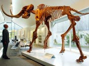 Nachbildung eines Mammut-Skeletts im Mammutmuseum in Niederweningen. Am Aussterben der letzten Exemplare war möglicherweise der Mensch schuld. Das Klima war's jedenfalls nicht. (Bild: Keystone/STEFFEN SCHMIDT)