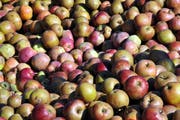 Herbstzeit, Erntezeit, Mostzeit. (Bild: Adrian Venetz, 6. Oktober 2014)
