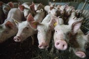 Mehr Tierwohl – tiefere Produktionsmengen – höhere Preise. Der Schweinemarkt scheint wieder im Lot. (Bild: Pius Amrein, Ruswil, 5. Juli 2016)