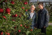 Erich Dickenmann und sein Sohn Dario begutachten in ihrer Obstanlage in Ellighausen die neu gezüchtete Apfelsorte Bonita. (Bild: Reto Martin)