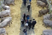 Unter die Olma-Messebesucher mischen sich auch Mitarbeiter der Stadt. (Bild: Gian Ehrenzeller/Keystone)