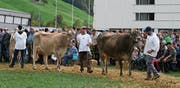 An der Vorführung der Tiere im Ring ist das Publikum besonders interessiert. (Bild: Sepp Odermatt, Oberdorf, 12. Oktober 2019)
