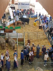 Grosszügige Gehege in Halle 7: Die Besucher müssen mit weniger Platz auskommen. (Bild: Marco Cappellari)