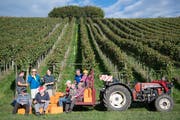 Die Saffergärtler Weinbauern haben allen Grund zur Freude: Die diesjährigen Trauben sind gelesen. (Bild: Nadia Schärli, 8. Oktober 2019)
