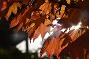 Leserbild. Robert Scherrer fotografierte das farbige Herbstlaub bei Abtwil.