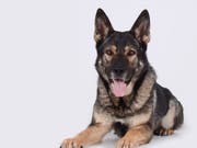 Polizeihund «Aryk von Firecatcher» spürte in einem Warenhaus in Wil SG einen Mann auf, der sich eingeschlichen und versteckt hatte. (Bild: Kantonspolizei St. Gallen)