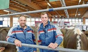 Peter Schlauri und sein Sohn Manuel arbeiten bei der diesjährigen Olma wieder zusammen im Stallteam der Halle 7. (Bild: Hanspeter Schiess)