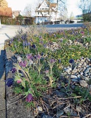 Im naturnahen Steingarten fühlen sich Alpenblumen wie die Anemone wohl. Bild: PD