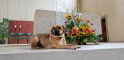 Ein Hund vor dem Altar in der Pfarrkirche Rothenburg anlässlich einer Hochzeits-Jubiläumsfeier. (Bild PD)