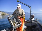 2018 haben die Fischer am Genfersee eine kleinere Ausbeute gemacht. Die Erträge sanken um knapp ein Fünftel im Vergleich zum Vorjahr. (Bild: Keystone/JEAN-CHRISTOPHE BOTT)
